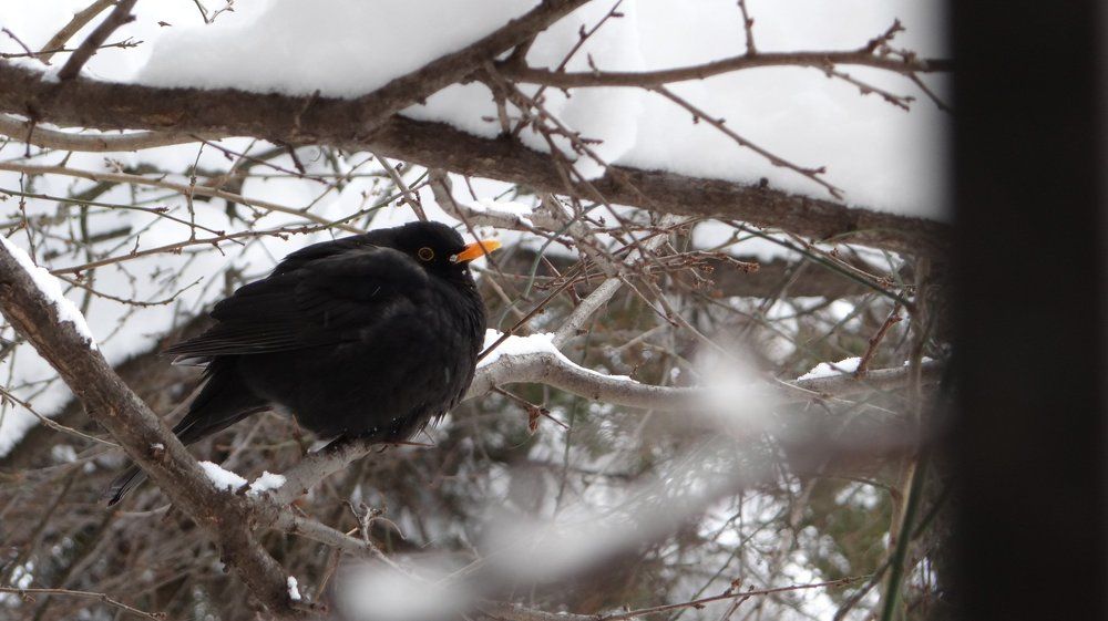 The cold flight