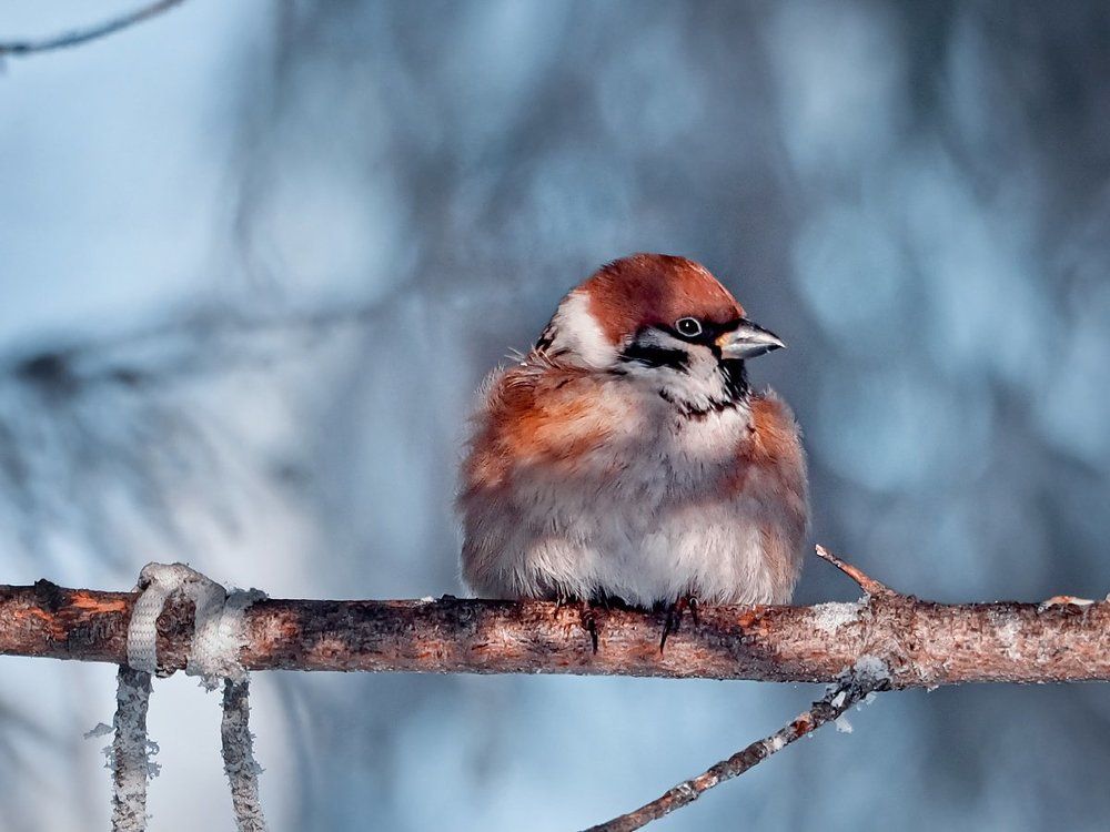 Воробьишка