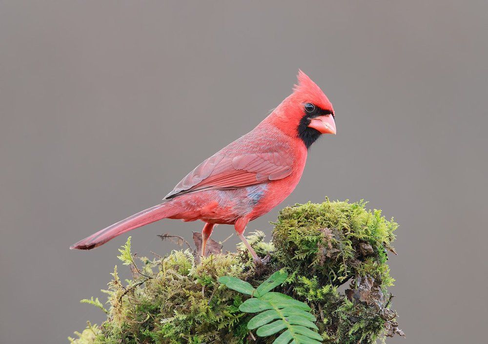 Northern Cardinal - Красный кардинал