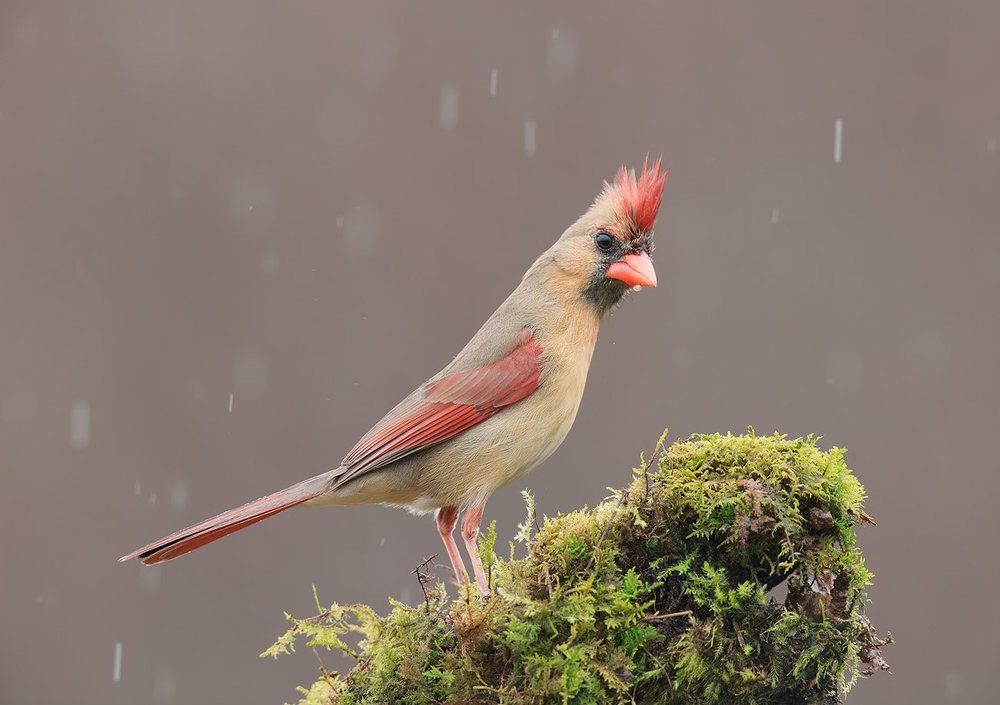 Northern Cardinal Female - Красный кардинал (самка).