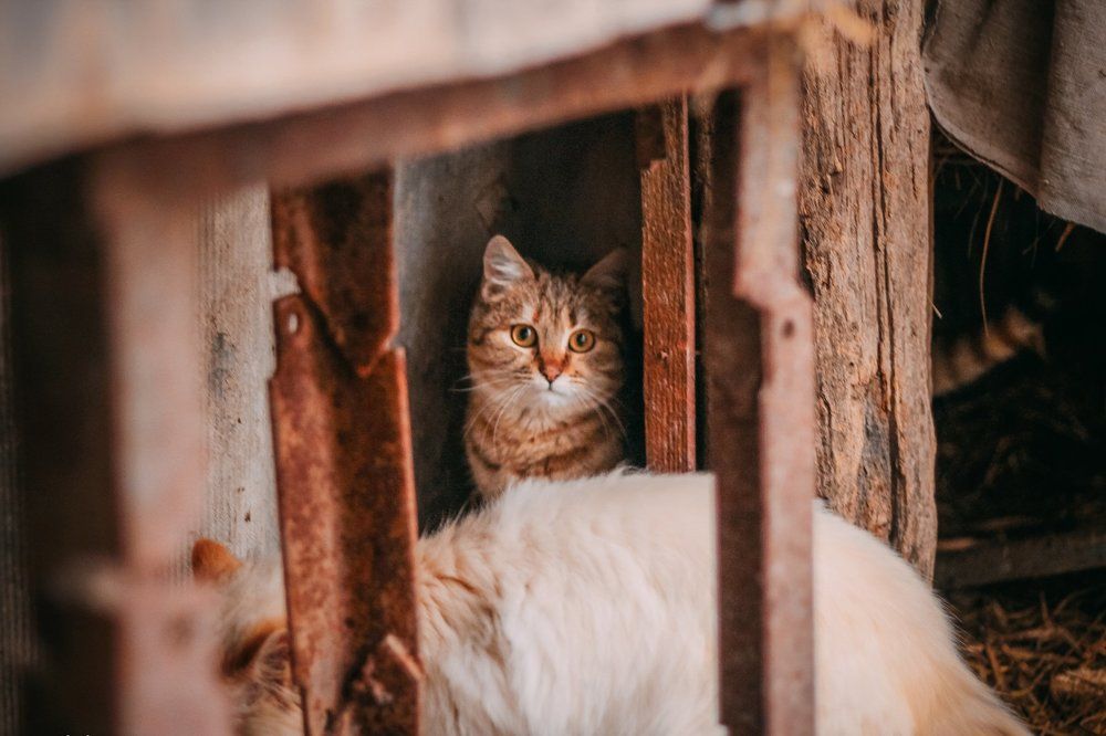 Новый постоялец