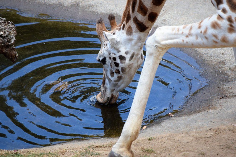 Refraction of a Giraffe