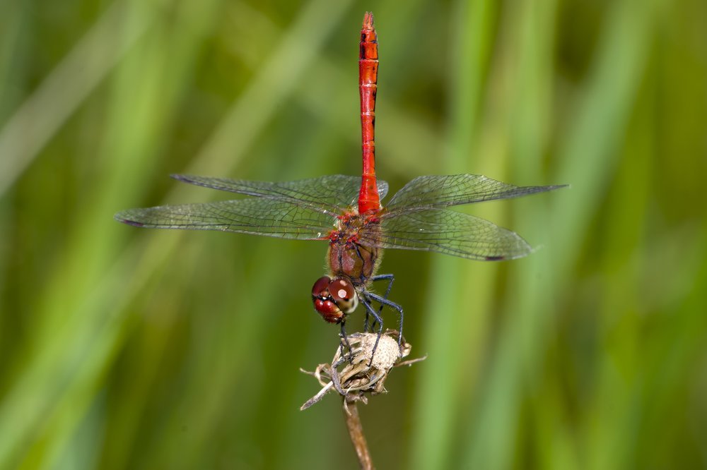 Хвост пистолетом