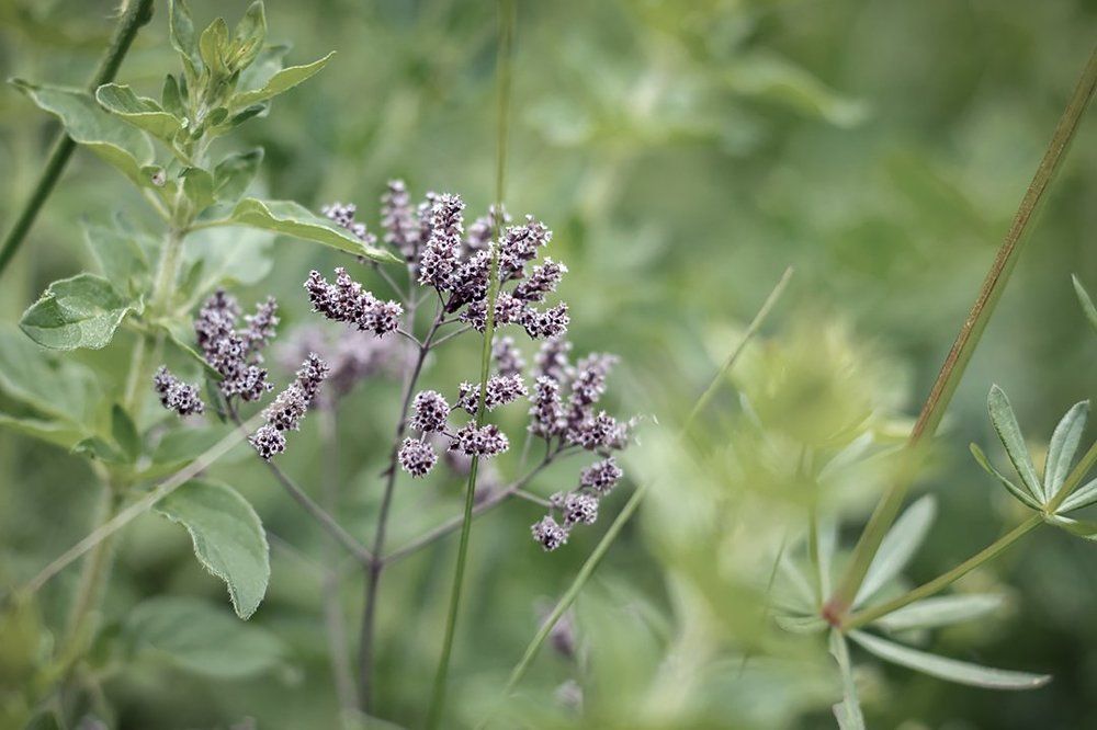 Эхо прошлогоднего  лета