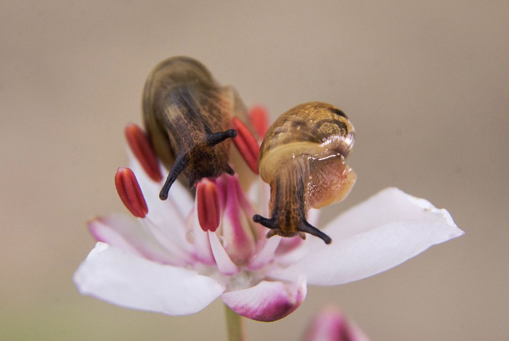 Вдвоём веселее