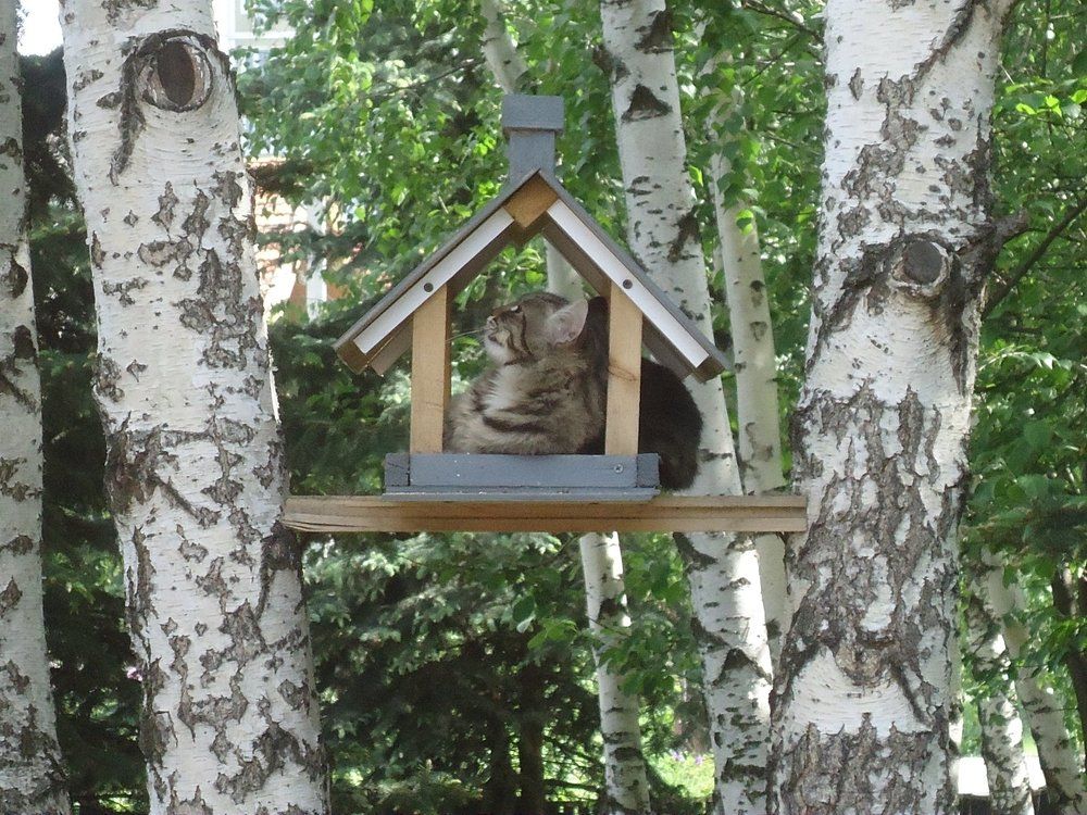 новоселье
