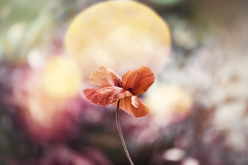 В сердце каждого из нас