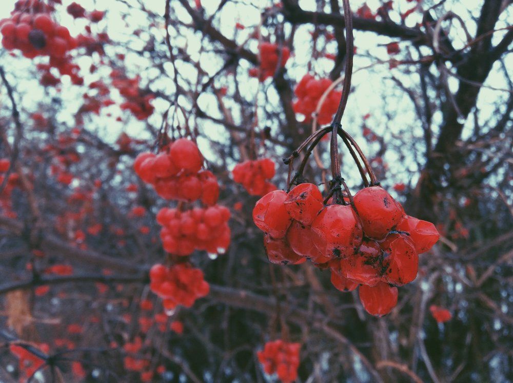 Калина