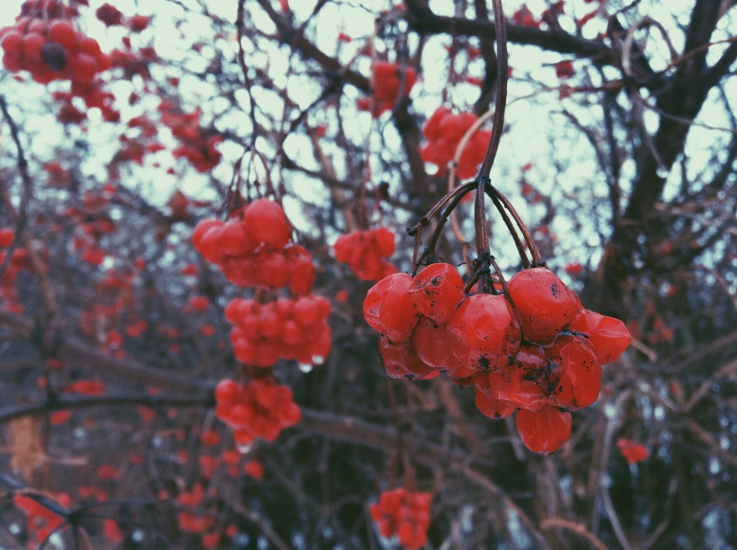 Калина