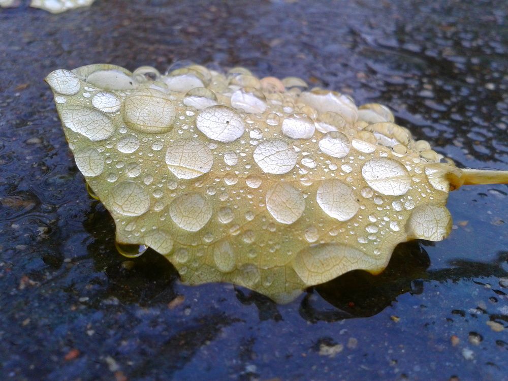 Осень под ногами