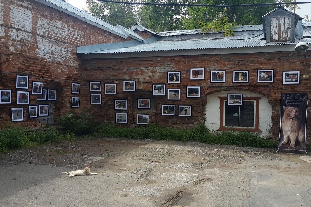 Кот Васька на открытии выставки себя