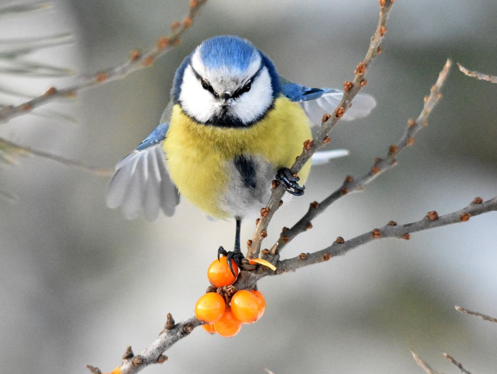 Ангел на голубых крыльях