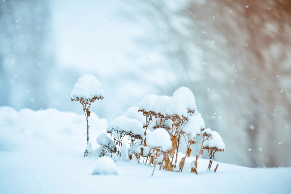 Зимние грибочки