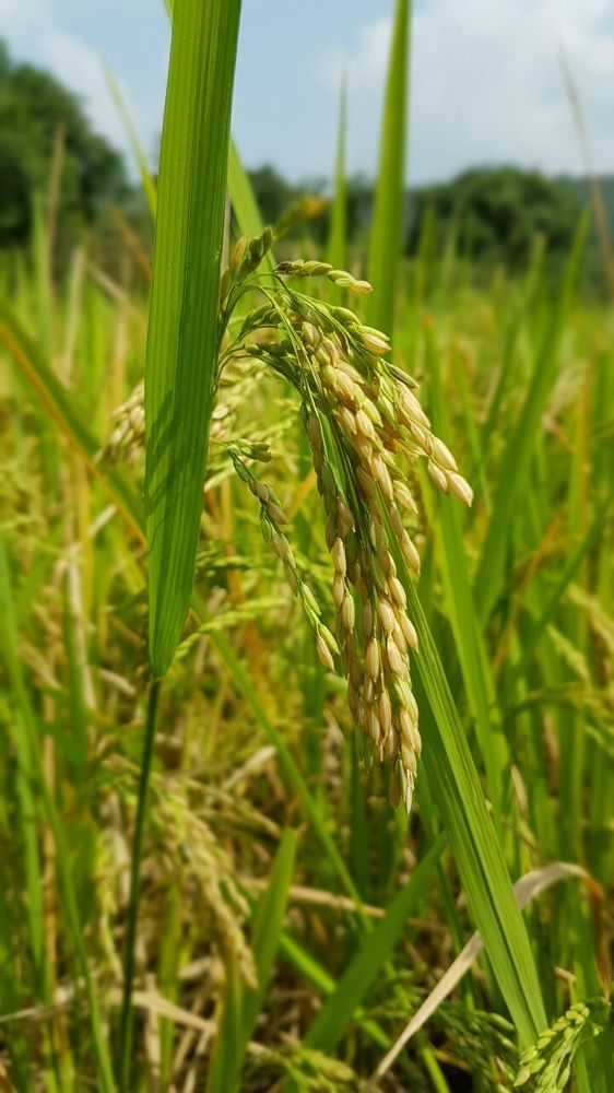 Golden rice