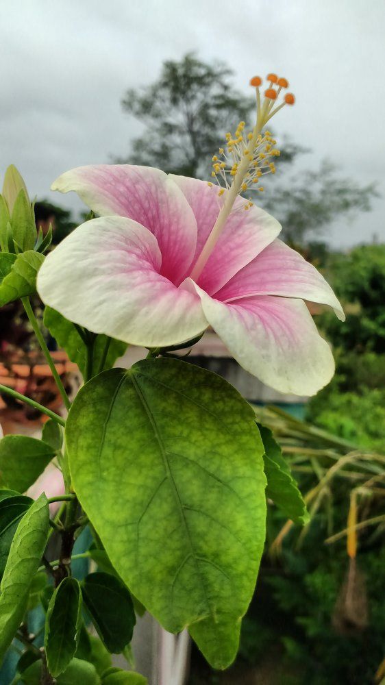 lovely flower