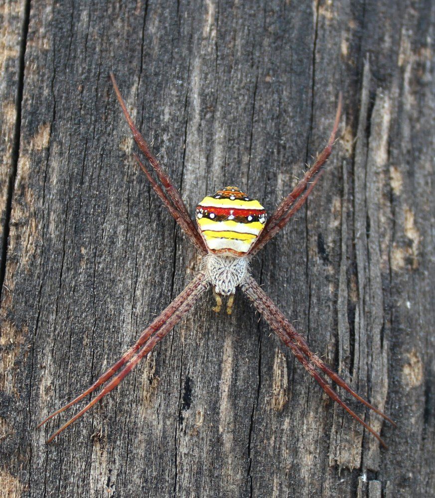 Spider beauty