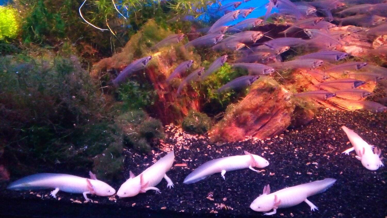 Подводные краски