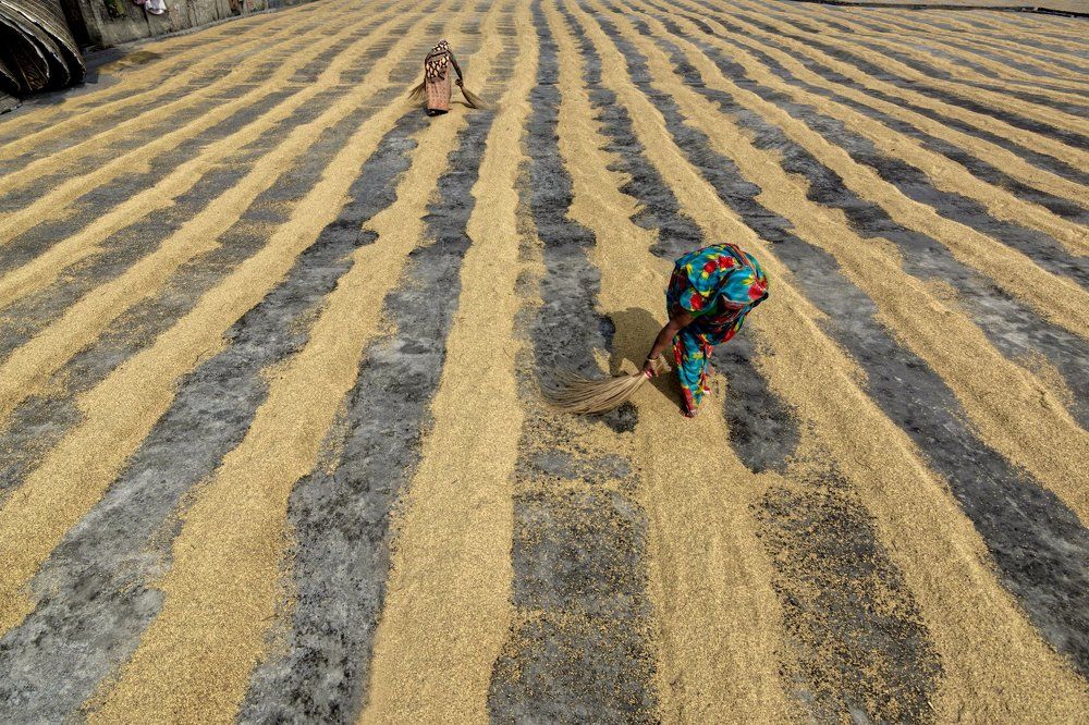 Rice grain drying