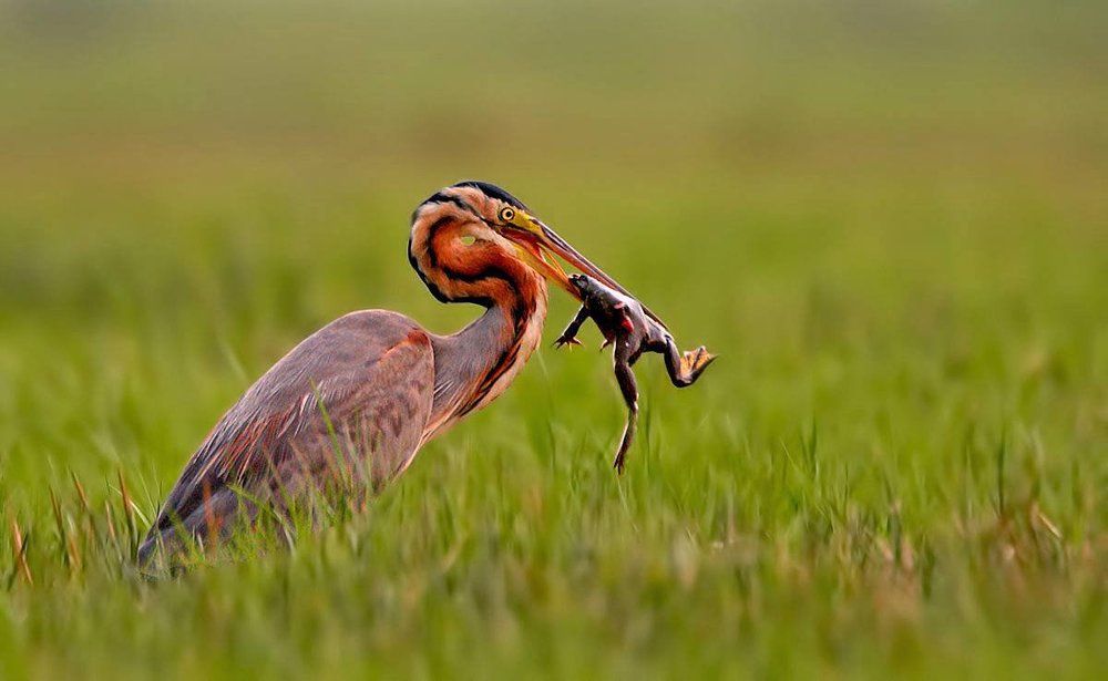 The Kill -  Purple Heron