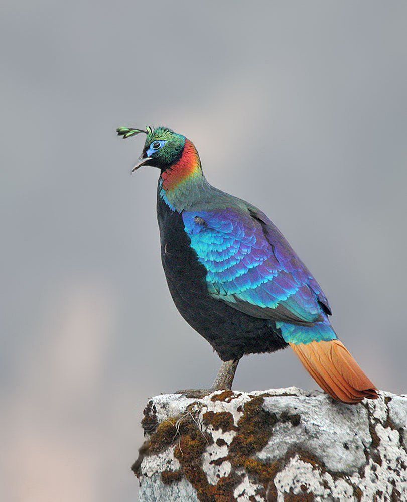 Himalayan Monal