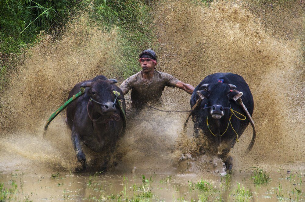 Pacu Jawi