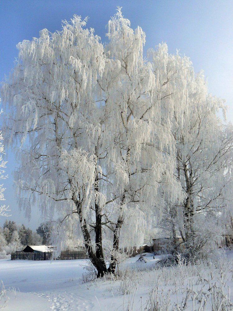 Зимняя невеста.