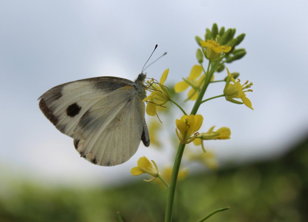 Beauty of a butterfly