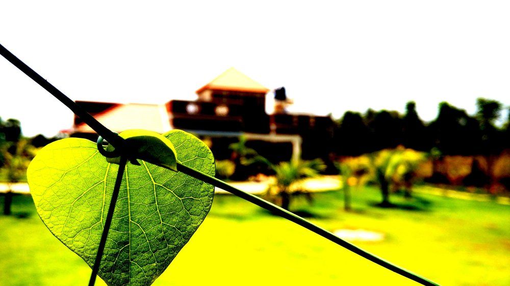 leaves