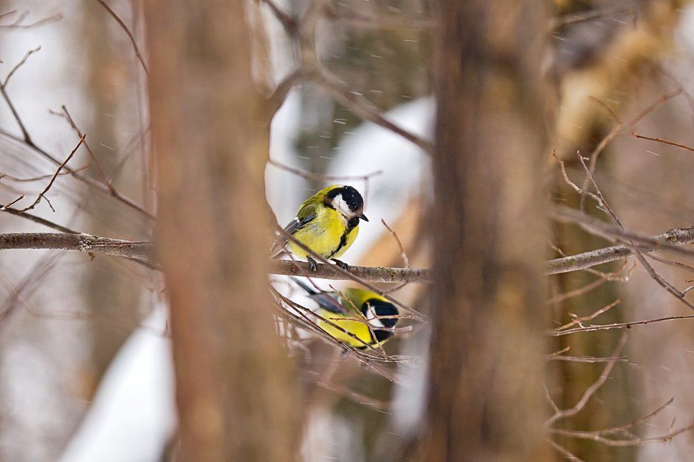 Двойной портрет в рамке