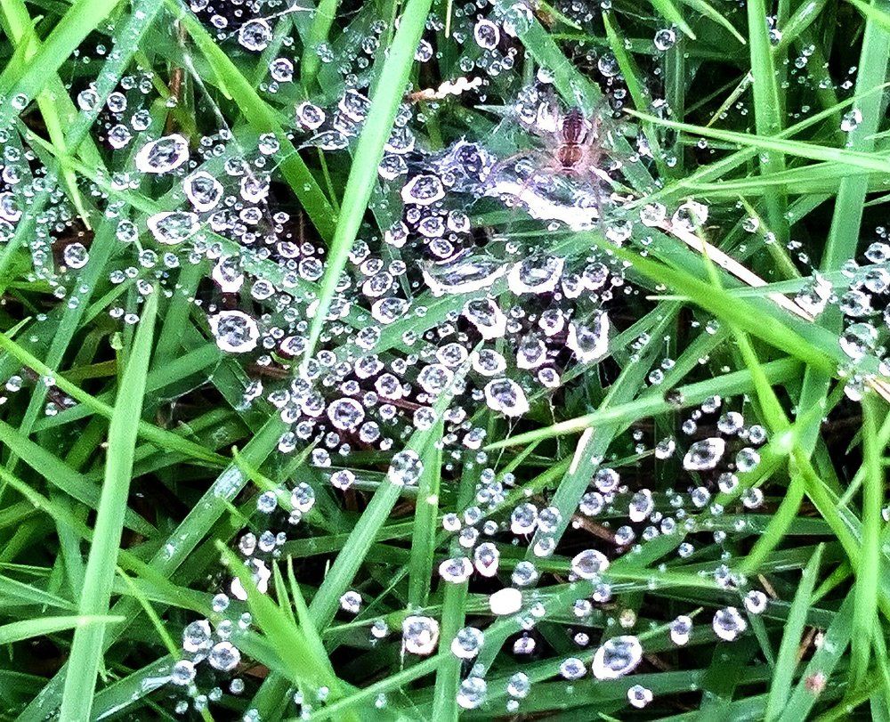 Raindrops