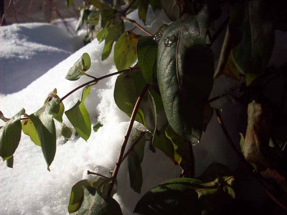 Храст през зимата.