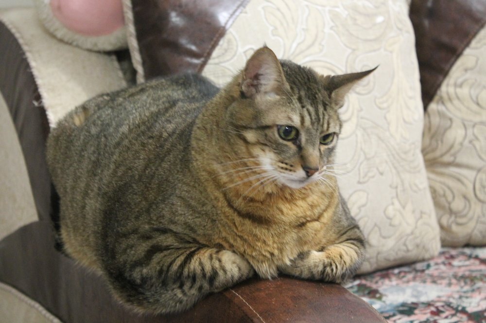 Кот на диване