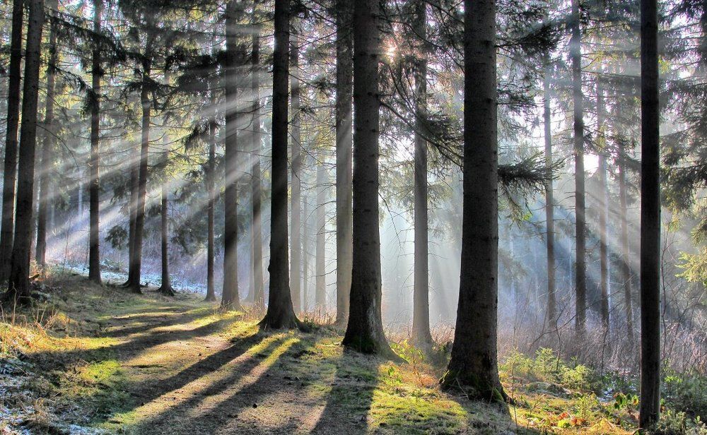 Здравствуй солнце!