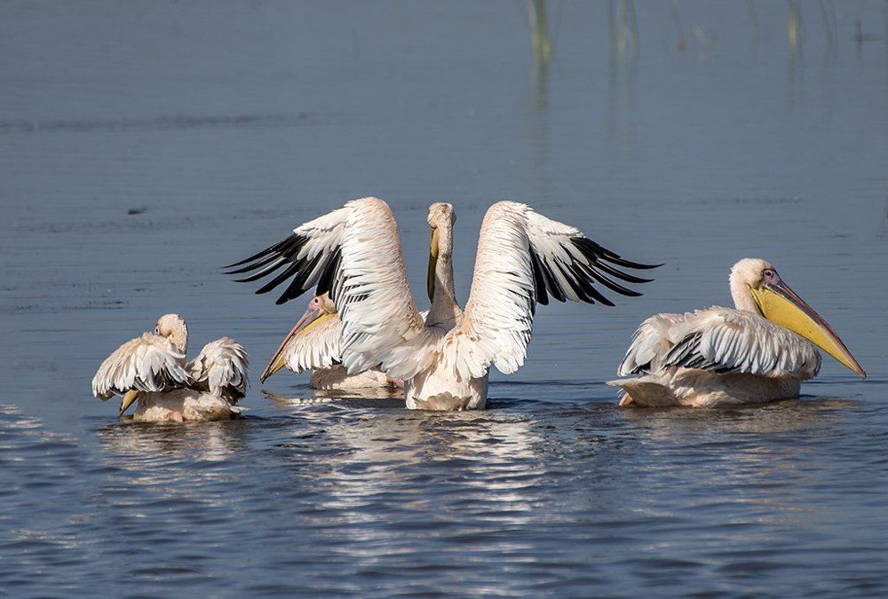 PELICANS