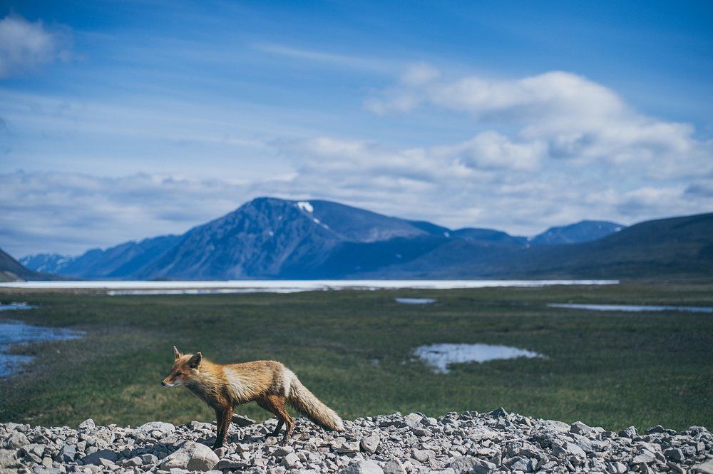 Занятой Лис