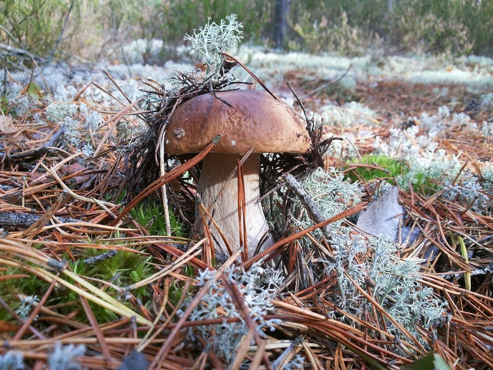 Сокровища леса