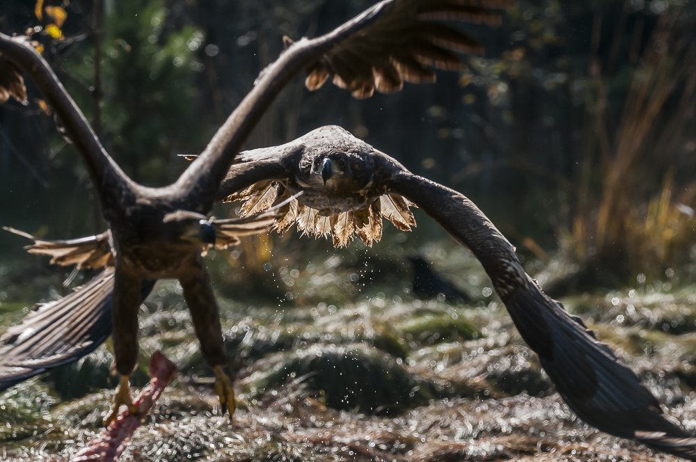 Two lesser spotted eagles