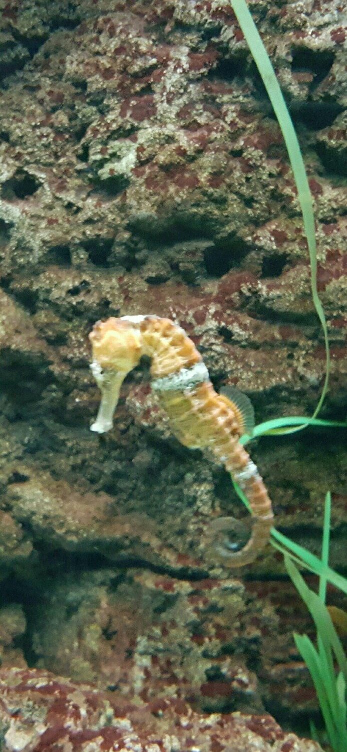 caballito de mar