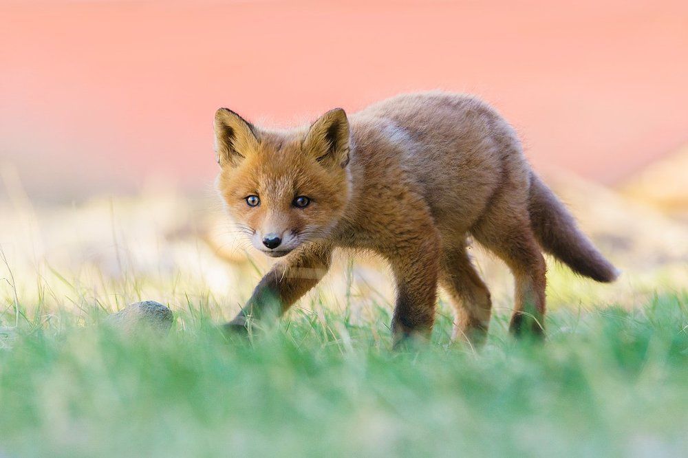 Лисята с нашего "двора"