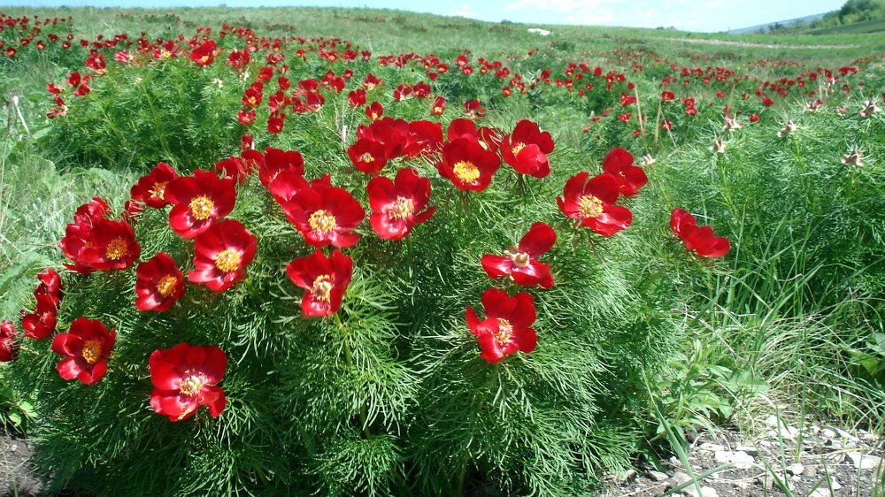 долина пионов