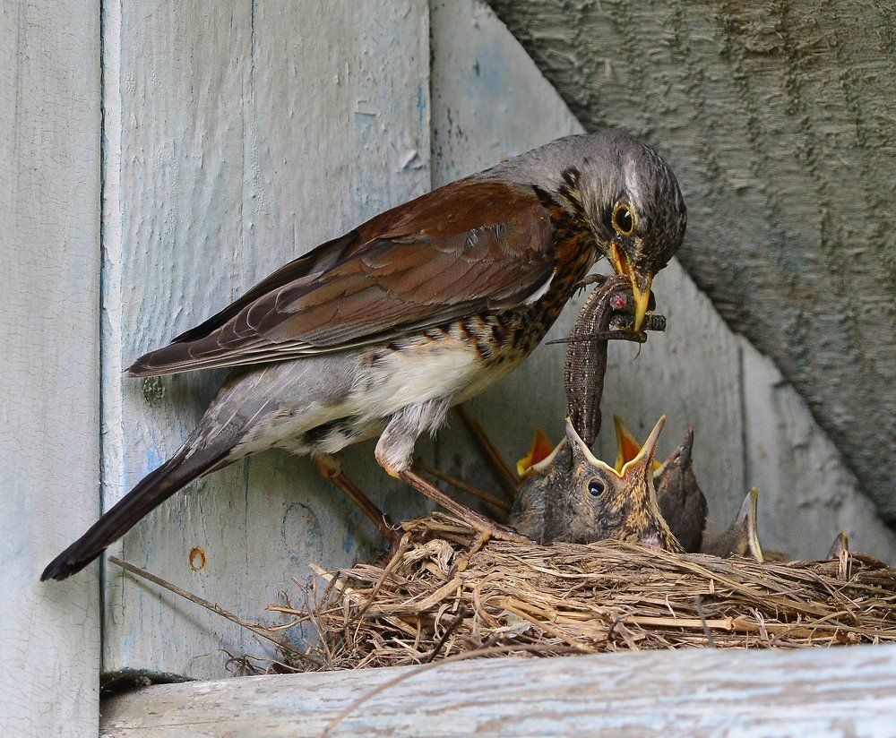 Папа может!