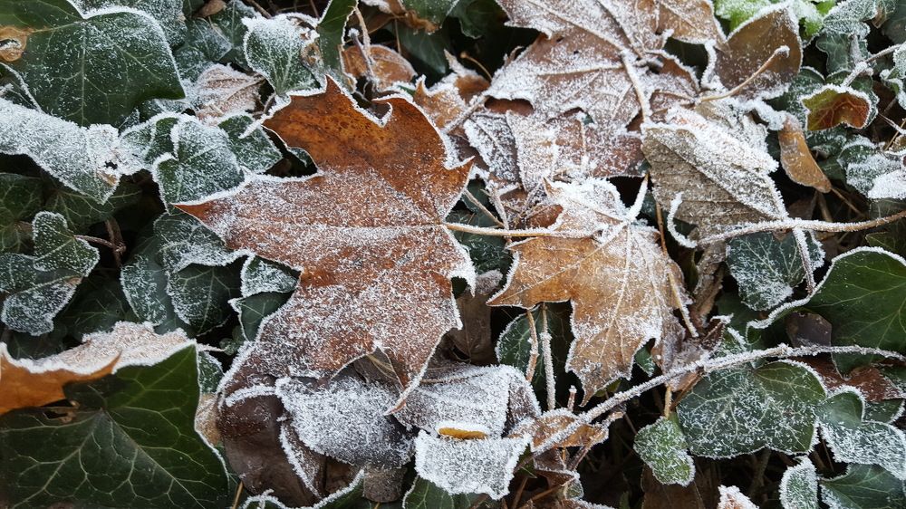 "Объятия зимы"