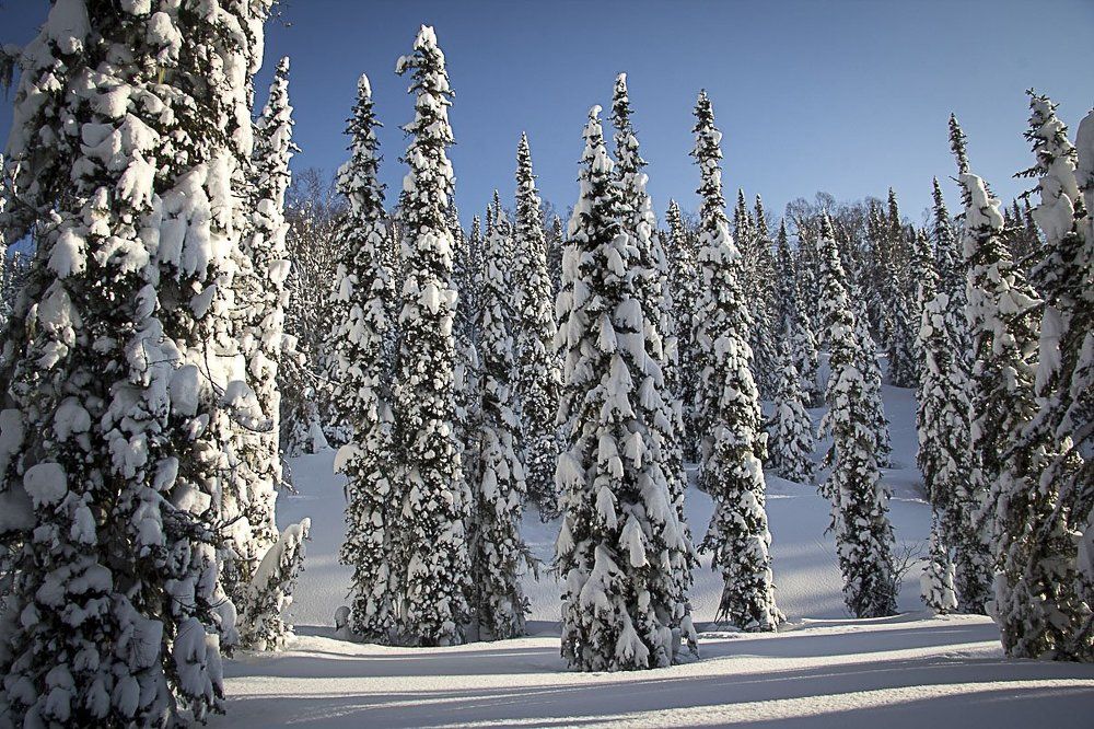 Лесные красавицы