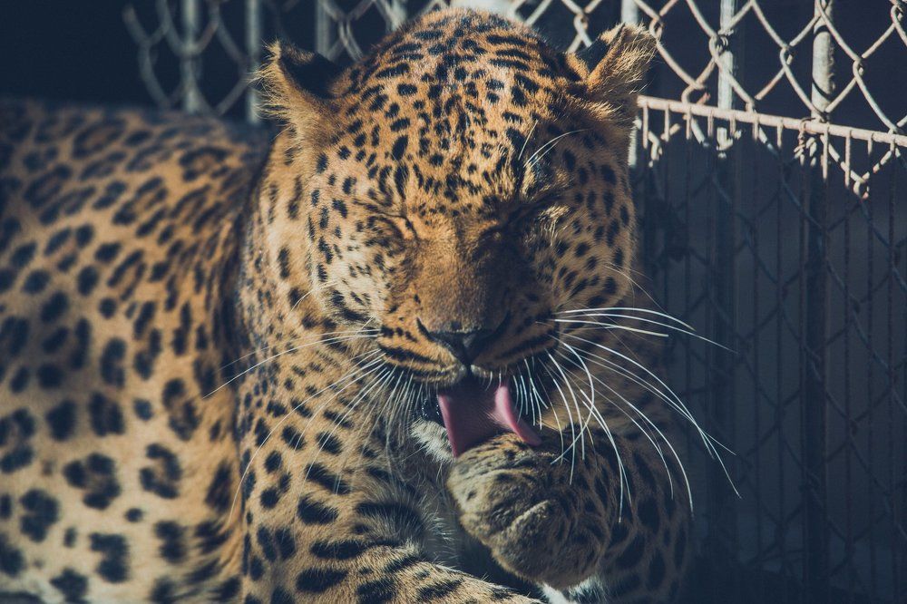 Сытый леопард