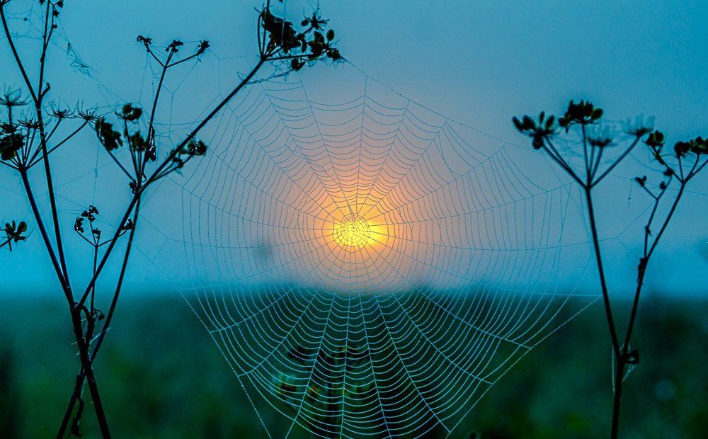 Паутина на рассвете