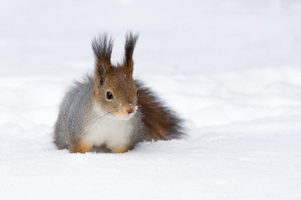 По колено в снегу