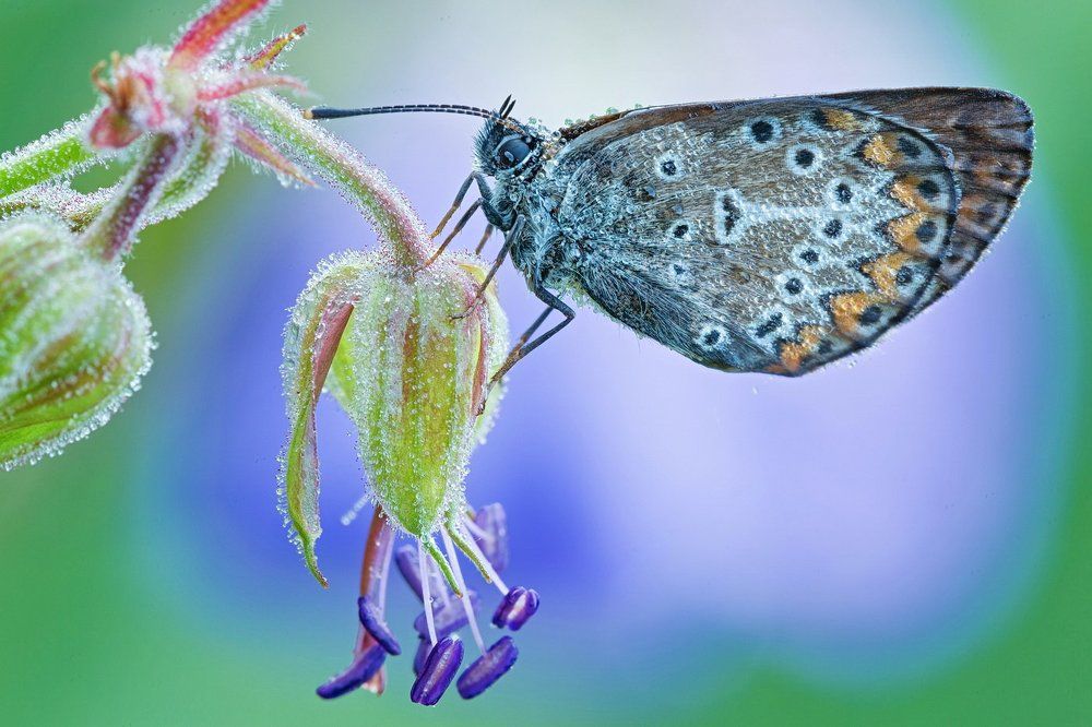 в утренней росе