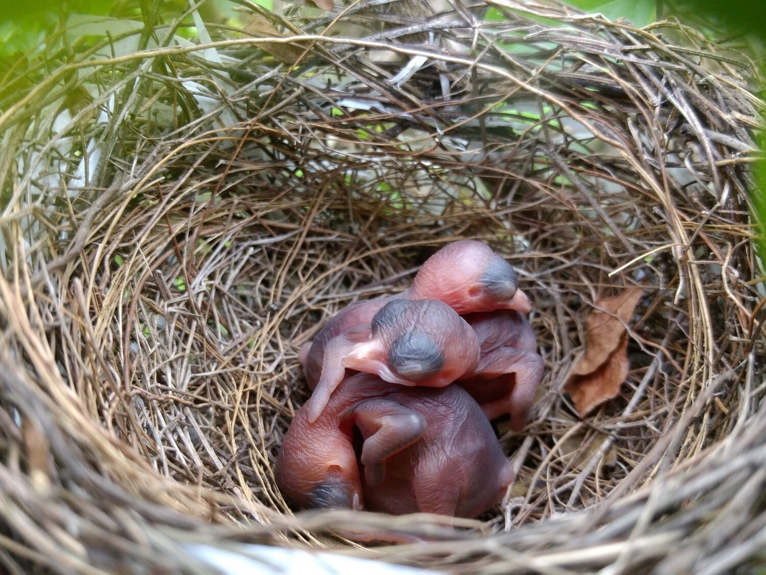 New Born Life