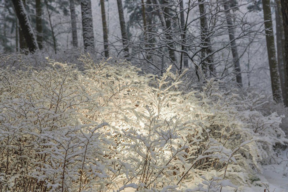 Зимняя сказка