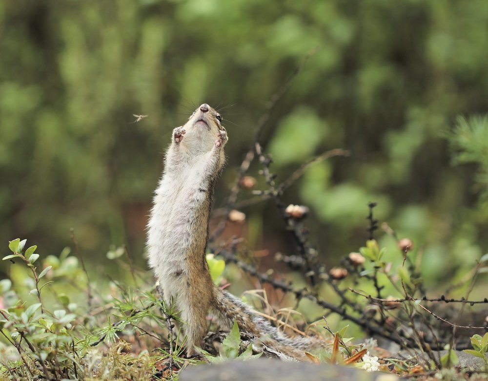 Комар и бурундук